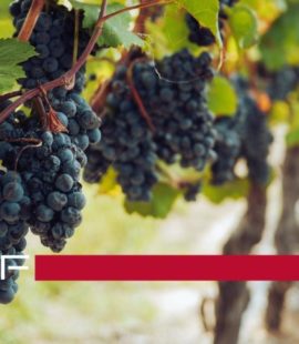 Enología: uvas de clima cálido con abonos oscuros en el viñedo